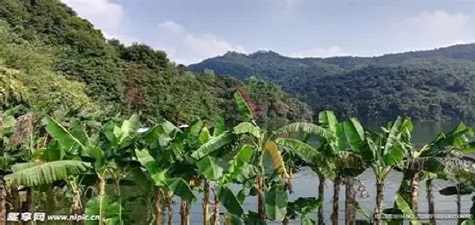 香蕉视频官网 - 自然风光短视频