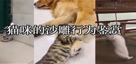 香蕉视频官网 - 萌宠日常分享